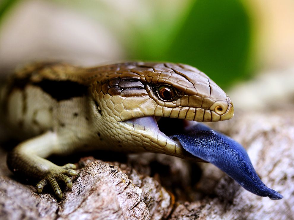 Ph棬ĴǡӰʦKathy Parkeroto: A blue-tongued lizard