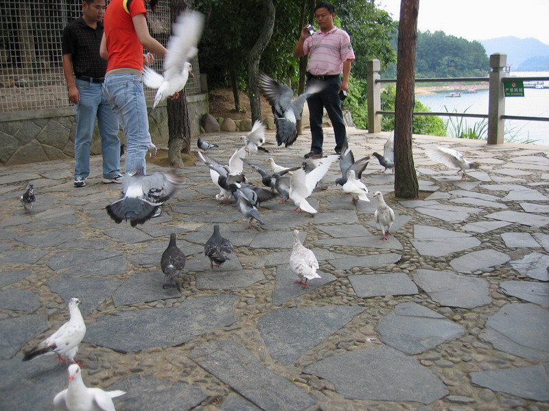 千岛湖鸟岛上抢食的鸽子