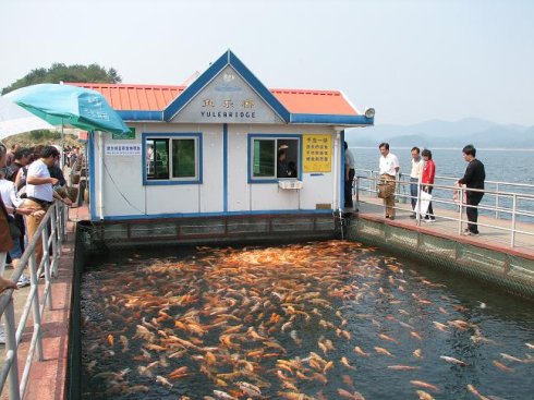 千岛湖锁岛浮桥上买些鱼食喂鱼.jpg