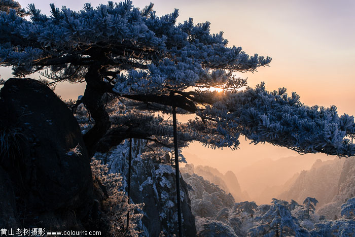 黄山老树摄影：美丽冬季 梦幻黄山2.jpg