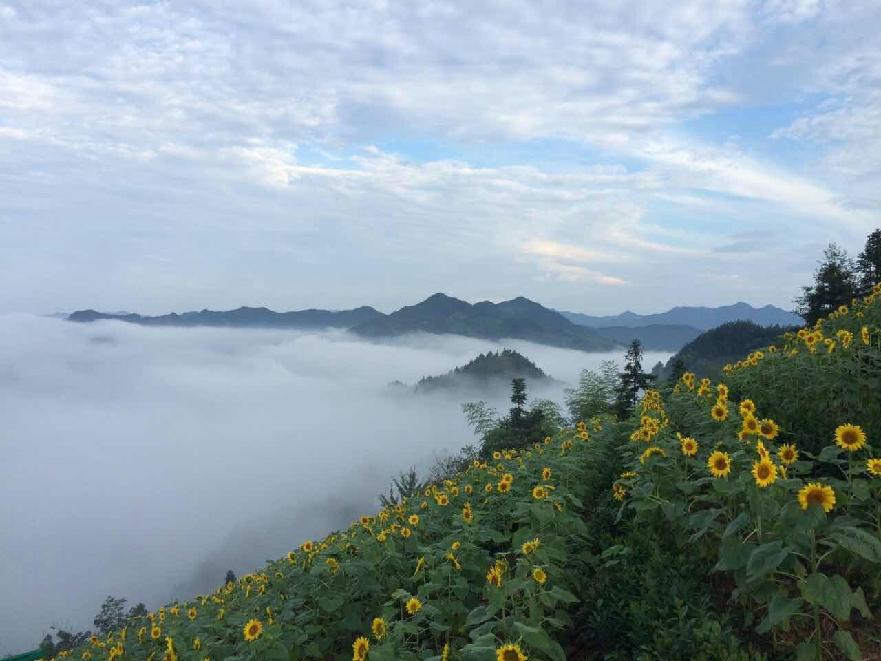 2016年6月21日，歙县石潭早期的向日葵已经盛开 摄影：潘成.jpg