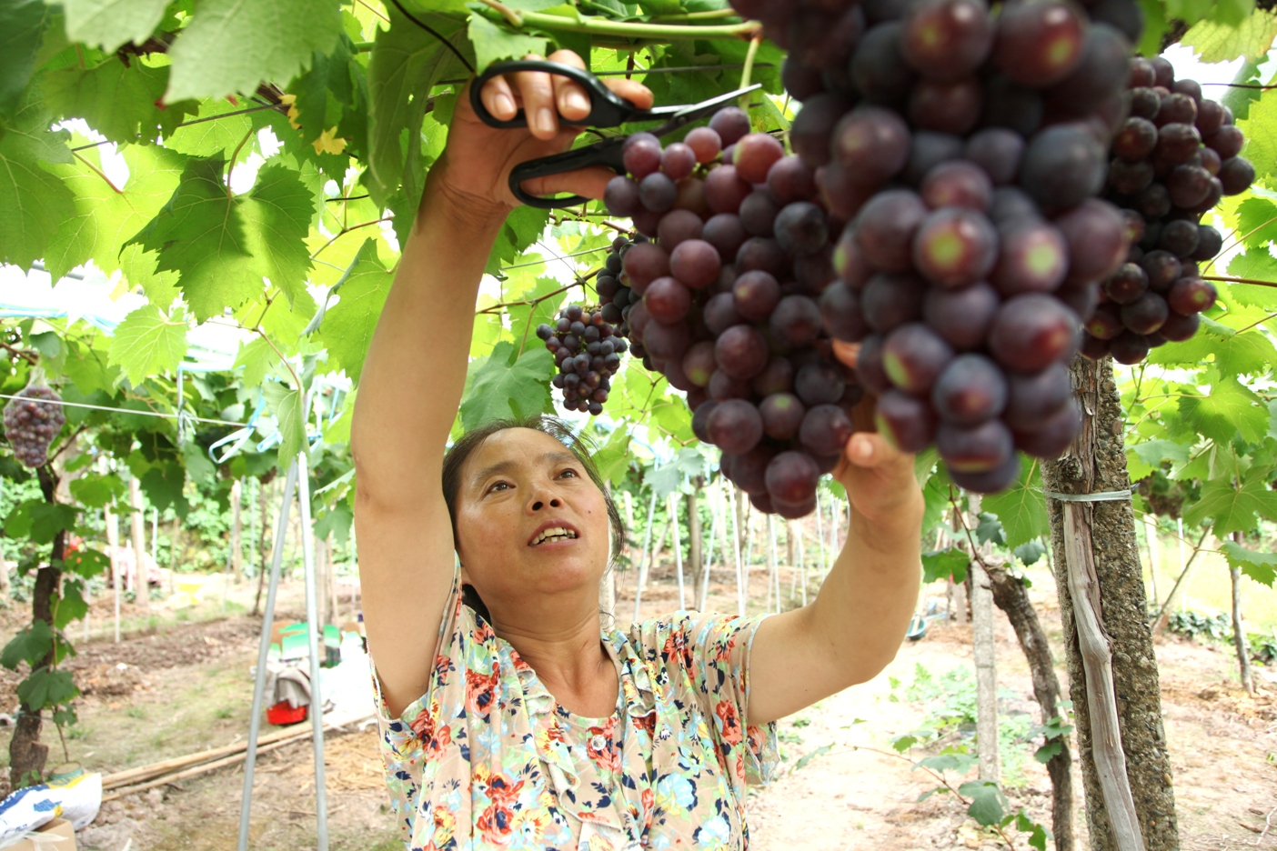 密云8000亩葡萄进入采摘季，数十个品种可摘|葡萄园_新浪新闻