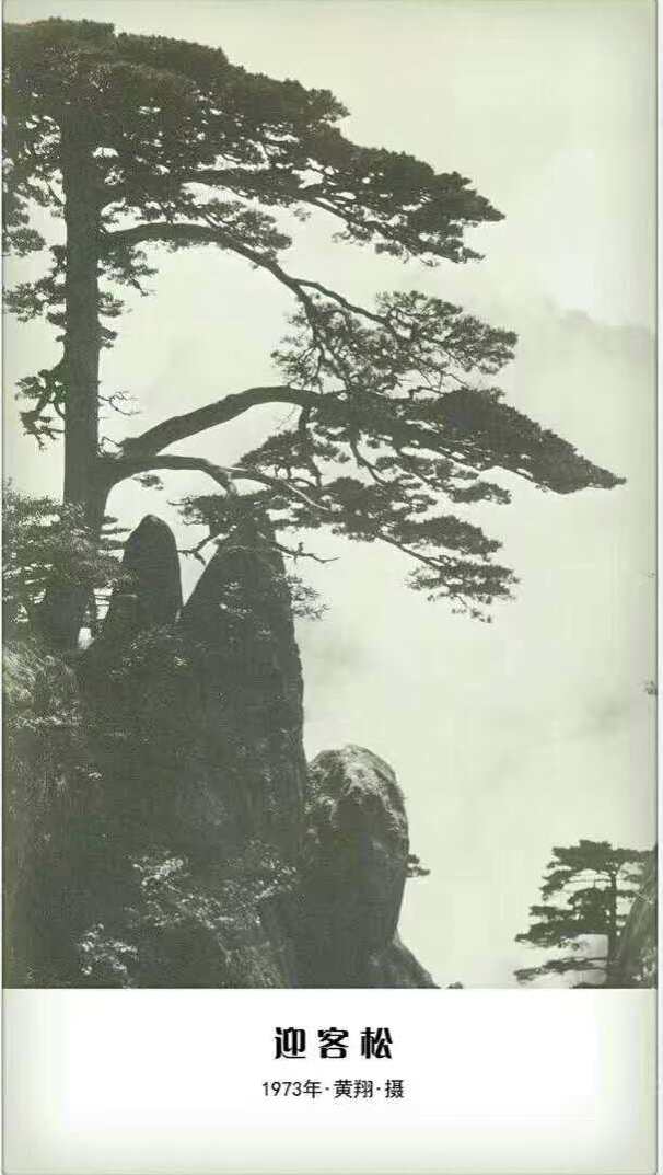 1973年，摄影师黄翔拍摄的迎客松.jpg