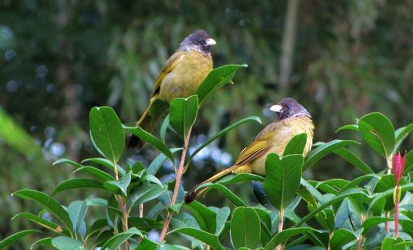黄山低海拔区域常见鸟类——领雀嘴鹎.jpg