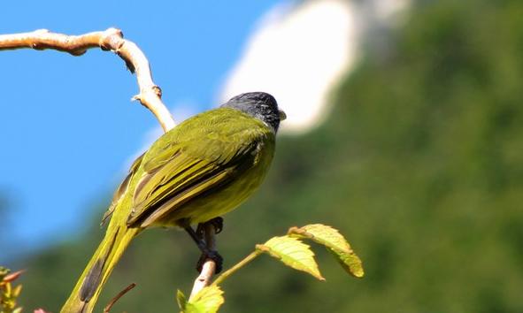 黄山低海拔区域常见鸟类——领雀嘴鹎2.jpg
