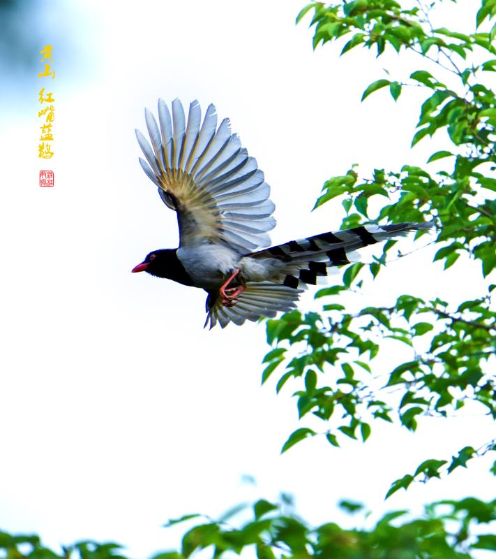 2017年5月黄山红嘴蓝鹊，摄影：汪桂敏.jpg