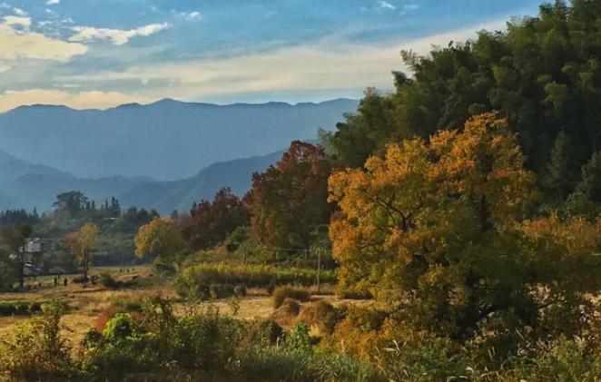 2017年11月5日，黟县塔川实景，树叶色彩指数45%； 色彩面积40%； 观赏指数40%。